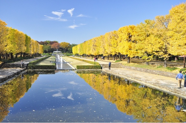 カナールイチョウ並木は人気の紅葉スポット / 国営昭和記念公園