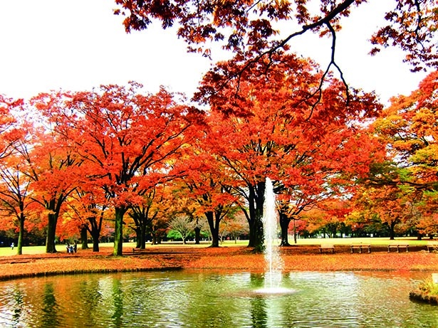 代々木公園(東京都渋谷区)