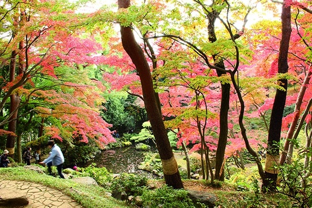 自然地形を利用した造園美を鑑賞できる
