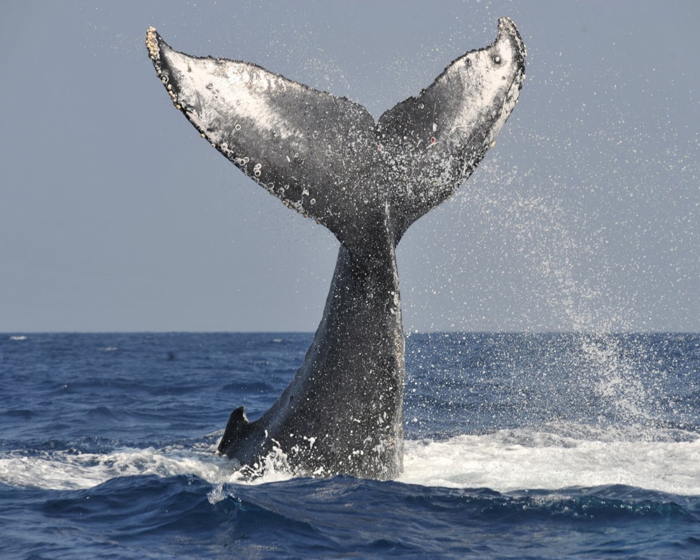 本物のクジラに会える！クジラ大好き“清さん”と行くホエールウォッチングに夢中！