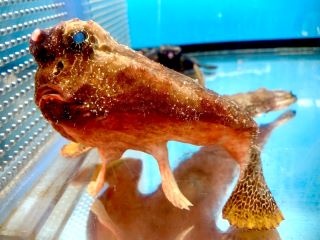 ヨコハマおもしろ水族館で魚たちとハロウィンを楽しもう！