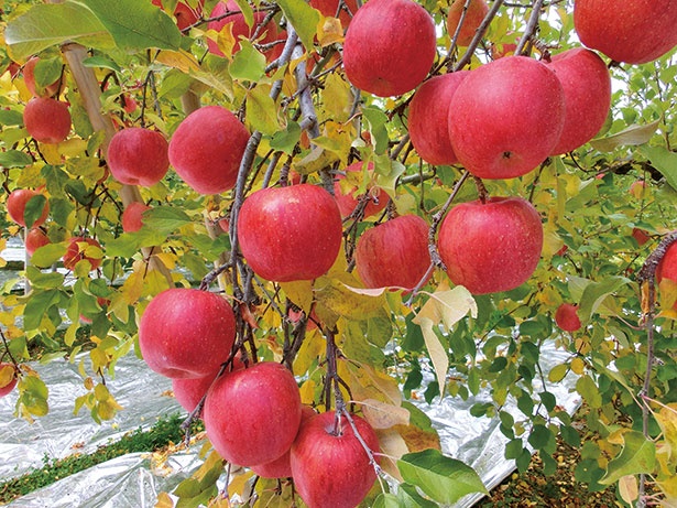 甘さに驚く、樹上で熟した幻のリンゴ/黒田りんご園 (茨城・袋田)