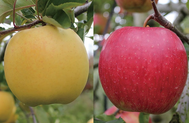 30種の完熟リンゴを栽培/田村りんご園 (群馬・沼田)