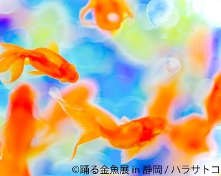 「踊る金魚展」静岡に9月末に初上陸！