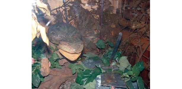 【写真】幻のツチノコがシャーッと襲ってくる！