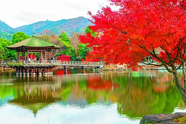 奈良公園の絶景紅葉スポット シカが戯れる真紅の公園を満喫しよう ウォーカープラス