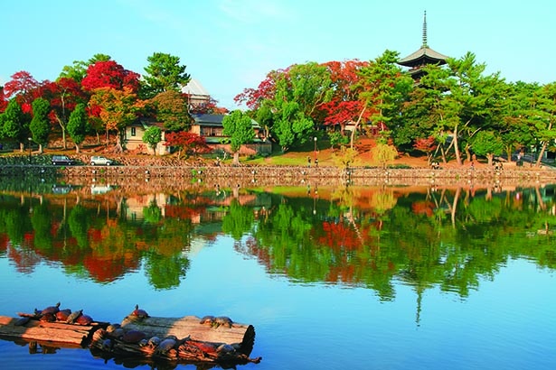 画像1 2 奈良 興福寺の絶景紅葉スポット 国宝建築物が紅葉で華やかな姿に ウォーカープラス