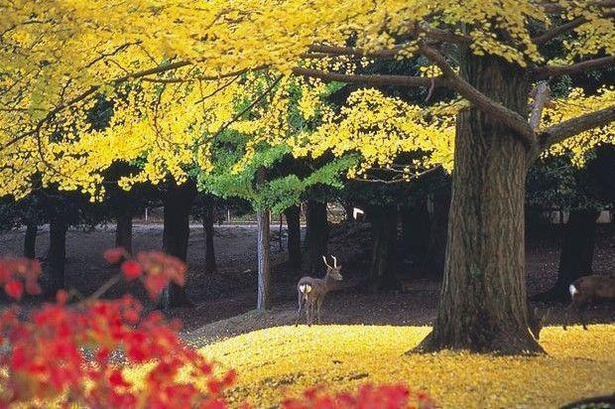 イチョウの中にシカが佇む風景は絵本のよう／奈良公園