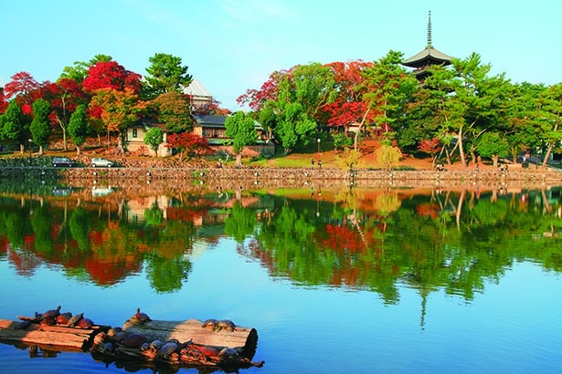 奈良県のおすすめ紅葉スポット8選 紅葉が彩る歴史ある寺社を鑑賞しよう 紅葉名所 ウォーカープラス