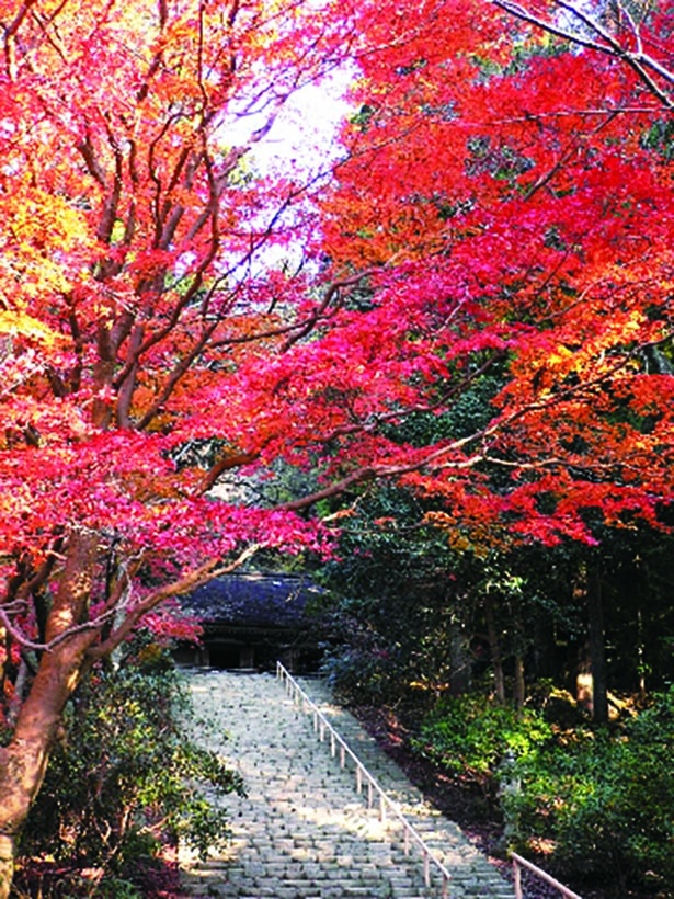 奈良県のおすすめ紅葉スポット8選 紅葉が彩る歴史ある寺社を鑑賞しよう 紅葉名所 ウォーカープラス