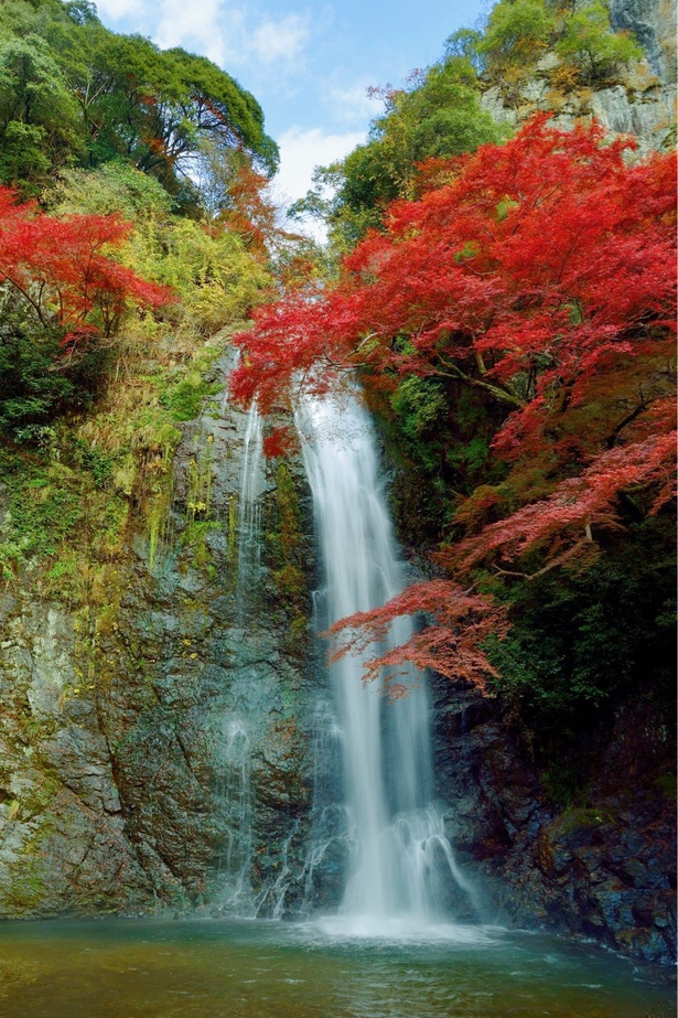 深紅の紅葉と迫力の滝のコントラストが美しい／箕面公園