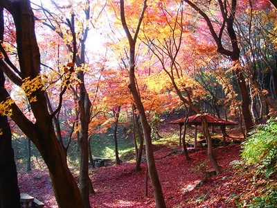 大阪府の ライトアップ期間あり の紅葉スポット 紅葉名所 ウォーカープラス