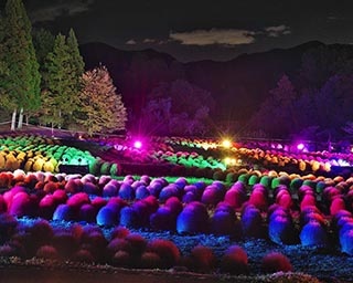 「だんだん畑」のコキアが楽しめる！宮城県の国営みちのく杜の湖畔公園でイベント開催中