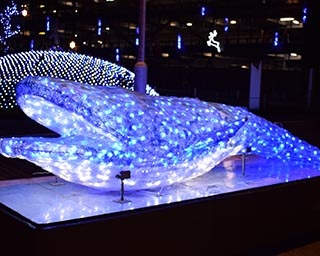 海峡エリアが光で彩られる「イルミネーション水族館」　山口県の海響館周辺のボードウォークで開催