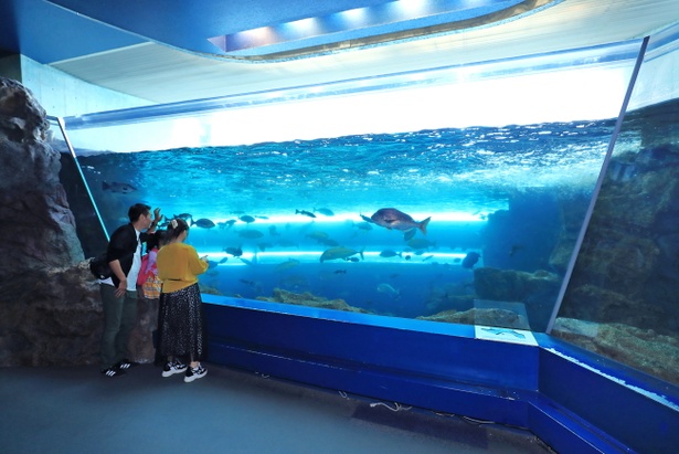 「関門海峡水槽」は、実際の海の中をのぞいているような感覚になれる。関門海峡の潮流を再現している