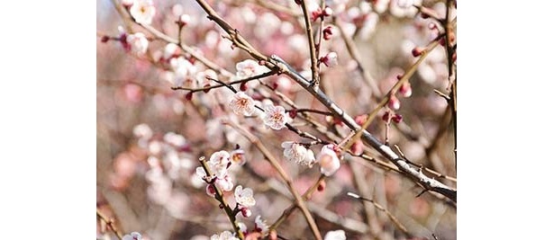 「亀戸天神社」は、ピンクや紅白など、約50種の色鮮やかな花が埋め尽くす
