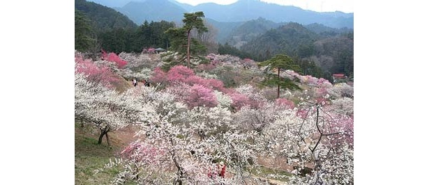 「吉野梅郷　梅まつり」