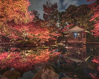 東京近郊で出会える奇跡の絶景紅葉！ 都会の穴場「大田黒公園」で和の趣を感じよう