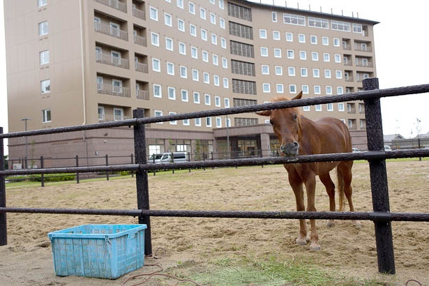 ホテルのすぐ横で飼育されている対州馬。