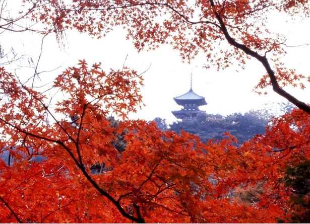 横浜で、古都のような紅葉風景が楽しめる