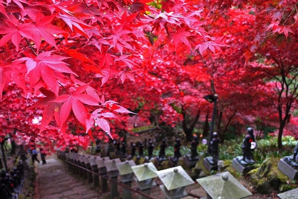 神奈川のおすすめ紅葉スポット5選 風情ある町並みと紅葉のコントラストを堪能 紅葉名所22 ウォーカープラス