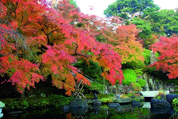 神奈川のおすすめ紅葉スポット5選 風情ある町並みと紅葉のコントラストを堪能 紅葉名所 ウォーカープラス