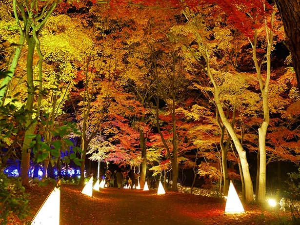 【写真】東京ドーム約65個分 広大なスケールで楽しめるカエデ園
