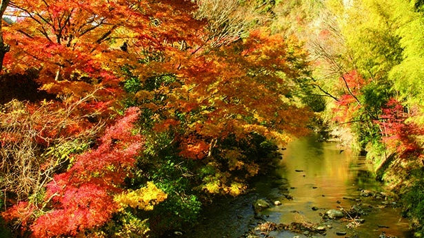 県道沿いのモミジが圧巻