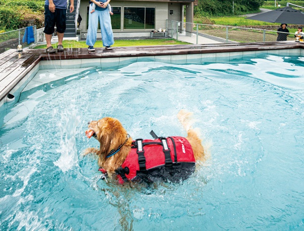 地下水を利用したプールがあるガーデンは、犬も利用OK