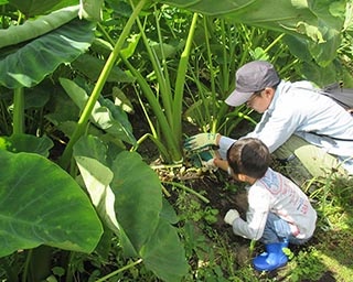 有機野菜の収穫体験！宮城県柴田郡川崎町で「新鮮お野菜収穫体験」開催中