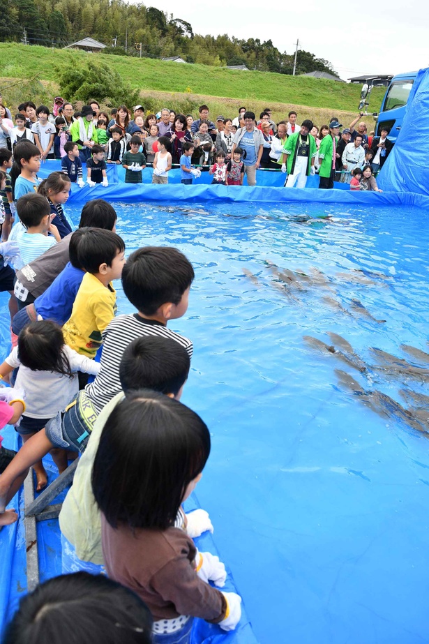 まつりの人気イベントのひとつ「魚のつかみ取り大会」