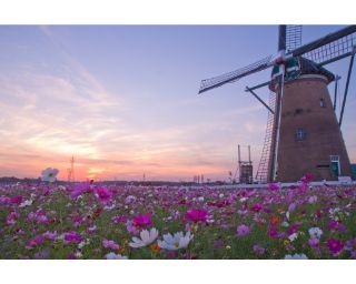 50万本のコスモスが咲き誇る絶景！「佐倉コスモスフェスタ」開催