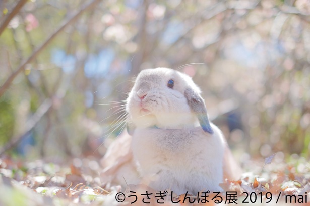 もふもふ感がたまらない……