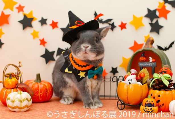 ハロウィンコスチュームでおすまし姿がかわいらしい