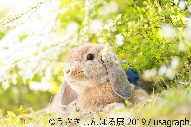 タレ耳うさぎもたくさん登場！