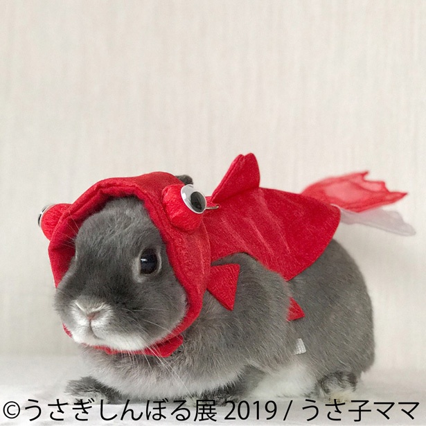 金魚？鯉？そんなことがどうでもよくなるほどの圧倒的モフモフ感