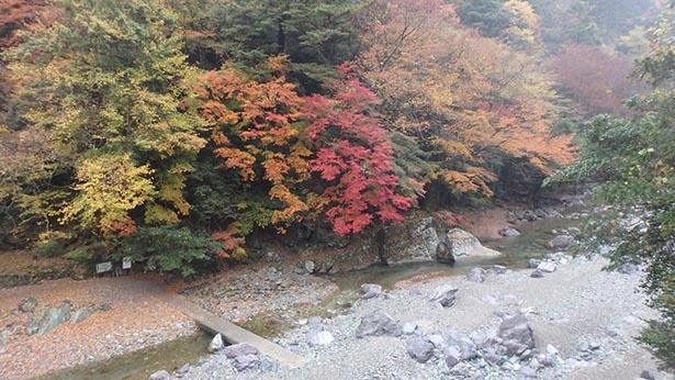 澄んだ水と木々が織りなす秋の絶景 高知県の安居渓谷の紅葉が見ごろを迎える ウォーカープラス