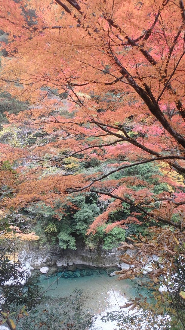 澄んだ水と木々が織りなす秋の絶景 高知県の安居渓谷の紅葉が見ごろを迎える ウォーカープラス