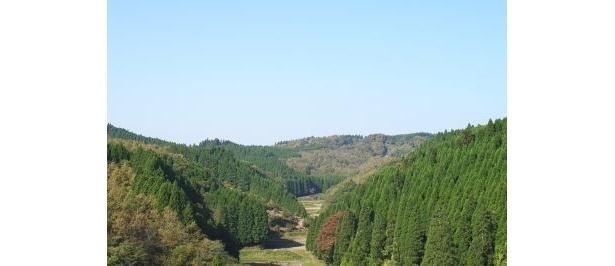 昨年の10倍もあると言われている今年の花粉飛散量！