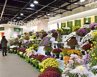丹精込めて育てられた菊たちが見られる「2019さっぽろ菊まつり」　北海道札幌市で開催