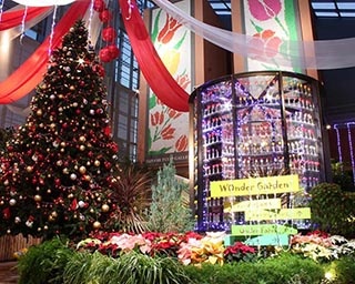 チューリップとクリスマスの花々　富山県砺波市で「季節を彩る花々」開催