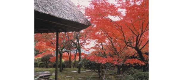 【写真を見る】九年庵 / 紅葉と庭一面に広がる緑の苔のコントラストが美しい 画像提供:神埼市