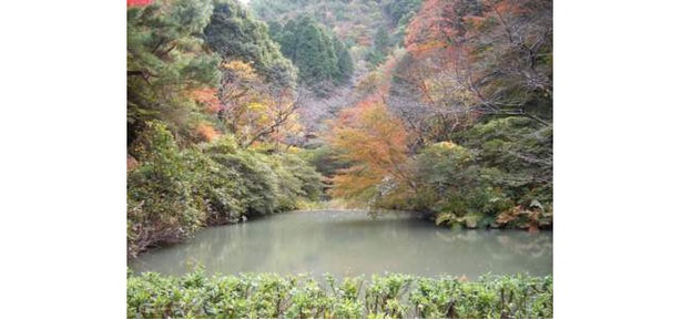 陶山神社 / 溜池を囲むように一面に広がる紅葉 画像提供:一般社団法人有田観光協会