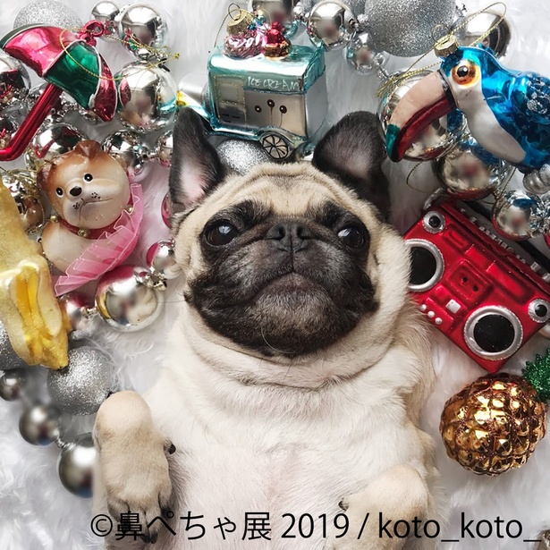 鼻ぺちゃの犬が勢ぞろいの「鼻ぺちゃ展 2019」開催！