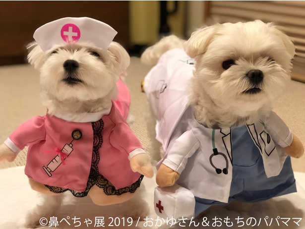 鼻ぺちゃの犬が勢ぞろいの「鼻ぺちゃ展 2019」開催！
