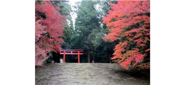 霧島(霧島神宮) / 鳥居へと続く道を真っ赤な紅葉が彩る