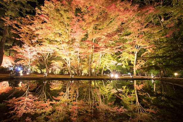 池に映る“逆さ紅葉”が見事な「曽木公園」。秋の土岐市を訪れるなら、ぜひ立ち寄りたい紅葉スポットだ。ライトアップは11月8日(金)～17(日)