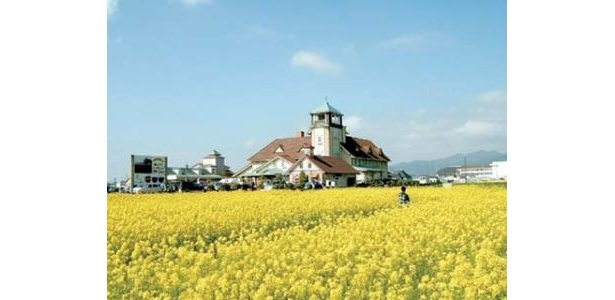 「あいとう マーガレットステーション」(滋賀・東近江)の周辺は、春、一面が菜の花畑になるのだそう♪