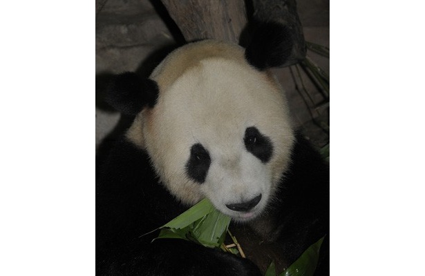 3月下旬に予定されている一般公開を目前に、上野動物園にやって来た2頭のパンダの名前がついに決定！　公募で寄せられた数多くの候補の中から選ばれた新しい名前は、オスが「力力(リーリー)」、メスが「真真(シンシン)」に