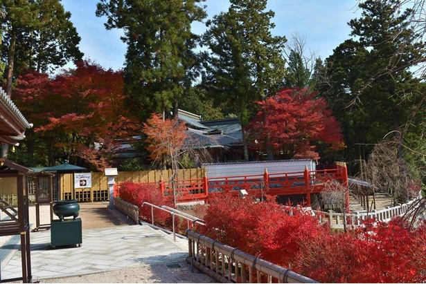 多種多様の木々が境内や参道を真っ赤に染める / 呑山観音寺